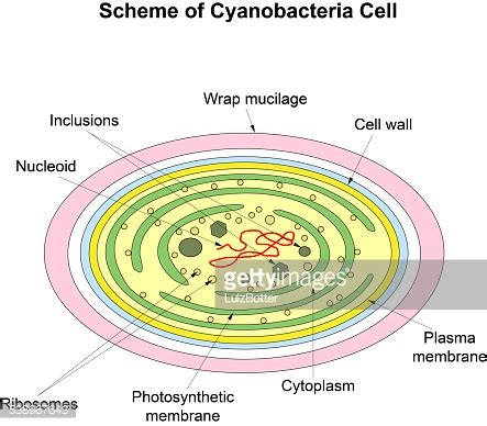 Scheme Illustration Of A Cell Cyanobacteria Stock Vector | Royalty-Free | FreeImages