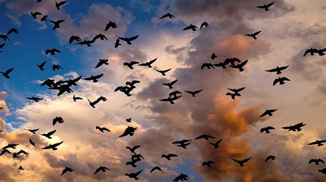 7 Fun Facts about Bird Migration