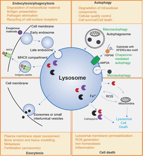 Lysosome Structure