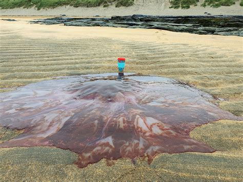 Lions Mane Jellyfish Size Comparison