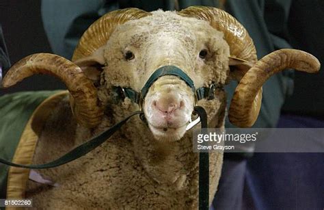 184 Colorado State Rams Mascot Stock Photos, High-Res Pictures, and Images - Getty Images