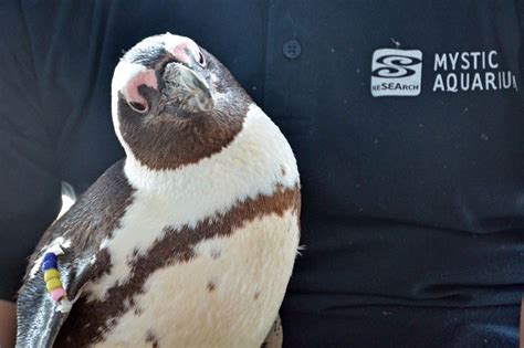 Mystic Aquarium Penguin Encounter Program