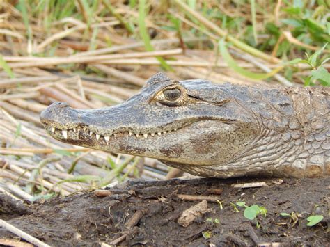 Caiman | Description, Genera, & Facts | Britannica