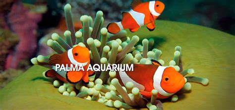 Palma Aquarium: Embark on a Fascinating Underwater Journey