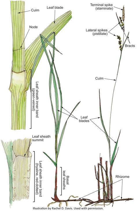 Dig deeper into the Carex genus and sedges