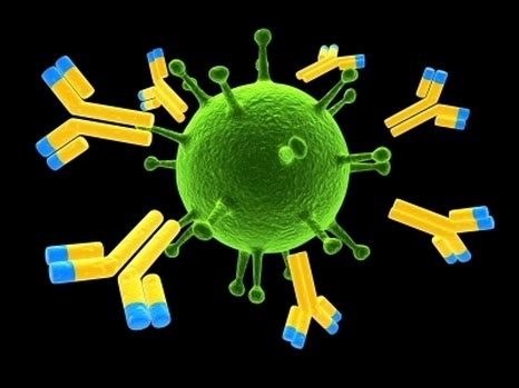 ANTIGEN - IMMUNOLOGY