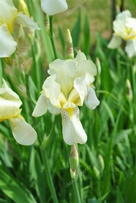 Pale Yellow Iris — Stock Photo © bandd #40769461