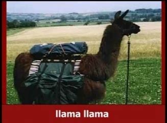 The Llama Song - Llamas Image (10857821) - Fanpop