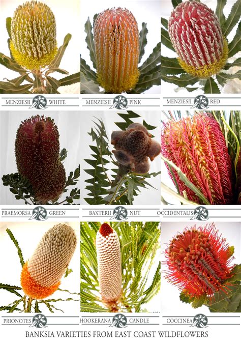 Nine of our most popular #banksia cut flower varieties that we grow and wholesale #nativ ...