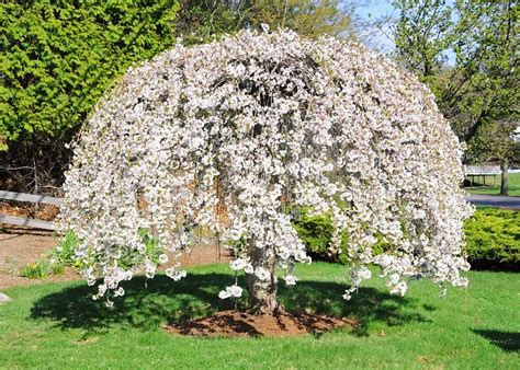 Snow Fountain Weeping Cherry — Affordable Trees