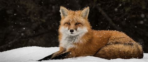 Fox Snow Forest Wallpaper for Desktop and Mobiles 4K Ultra HD Wide TV - HD Wallpaper ...