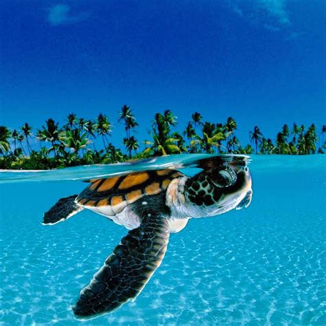 Cute Baby Sea Turtles Swimming