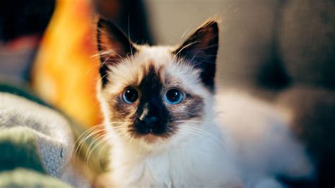 Siamese Cat Wallpapers - Top Free Siamese Cat Backgrounds - WallpaperAccess