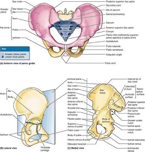 posterior view of pelvis | Anatomy Bone Pelvic Girdle | skeletal | Pinterest | Anatomy bones ...