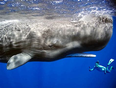 First ever footage of blue whale calf nursing released