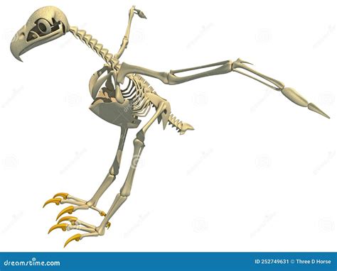 Bald Eagle Skeleton Bird Anatomy 3D Rendering Stock Illustration ...