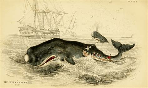 39 Incredibly Detailed Drawings Of Sea Creatures From Centuries Past