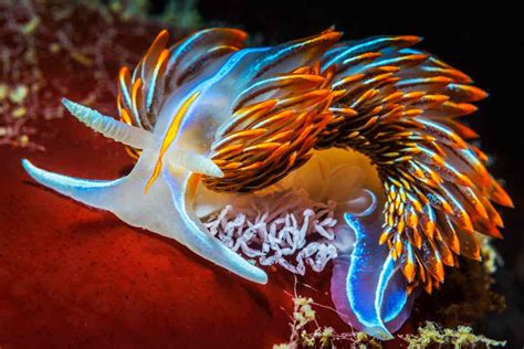 🔥 Colorful bioluminescent Nudibranch (Sea slug) : r/NatureIsFuckingLit