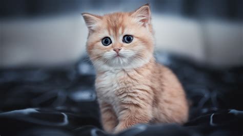 Wallpaper Desktop 4k Cat Cute Kitten 4k, Hd Animals, 4k Wallpapers, Images, Backgrounds, Photos