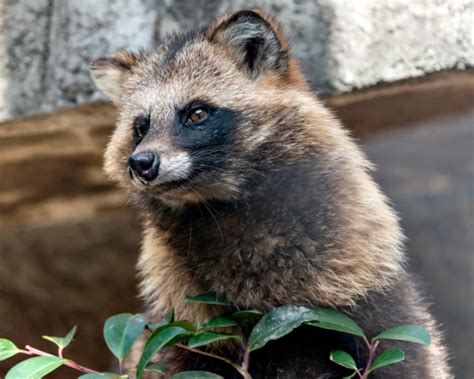 Nyctereutes viverrinus - Fakta, føde, habitat og billeder på Animalia.bio