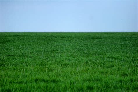 Free photo: Green Grass Lawn - Field, Grass, Green - Free Download - Jooinn