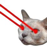 cat laser eyes Meme Generator - Imgflip