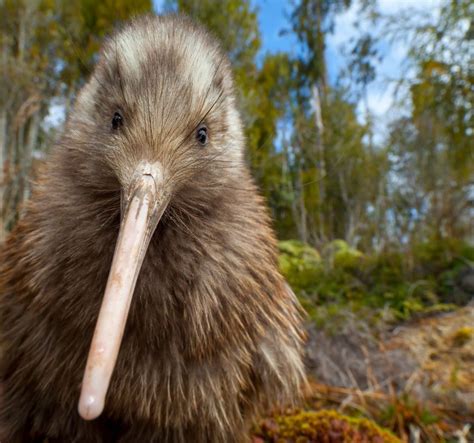 Why the Rowi (Ōkarito Brown Kiwi) Deserves your Vote in Bird of the ...