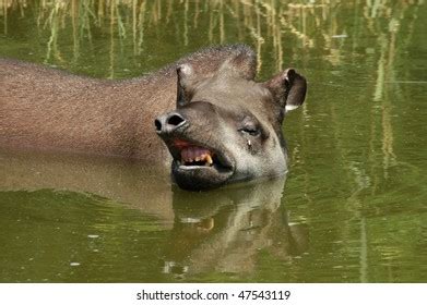 Swimming Tapir Royalty-Free Images, Stock Photos & Pictures | Shutterstock