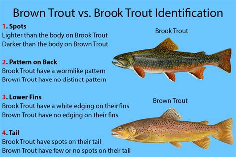 Brook Trout vs. Brown Trout: A Simple Guide