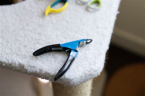 The 10 Best Cat Nail Clippers & Trimmers of 2024 - Your Best Digs