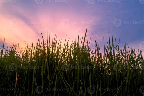 Grass silhouette background with colorful sky 6169443 Stock Photo at Vecteezy