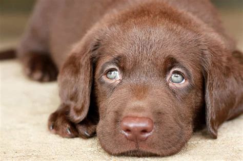 Giá Chó Labrador Thuần Chủng - Giá Bán Chó Labrador Retriever?