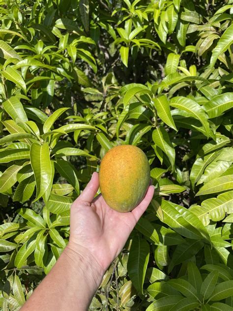 5 Tips To Trim A Mango Tree to Keep It Healthy - Craft Klatch