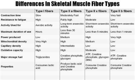 .: Three types of Muscle Fibers