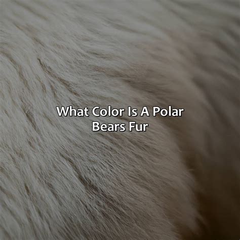 What Color Is A Polar Bears Fur - colorscombo.com