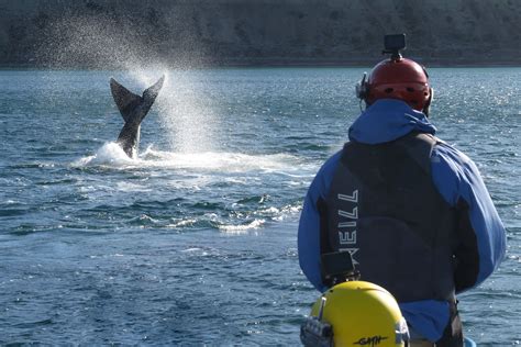 Whale migration routes in the South Atlantic Ocean are tracked using satellite telemetry ...