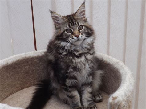 Image - Beautiful-brown-tabby-maine-coon-kitten-523ae0560779e.jpg ...