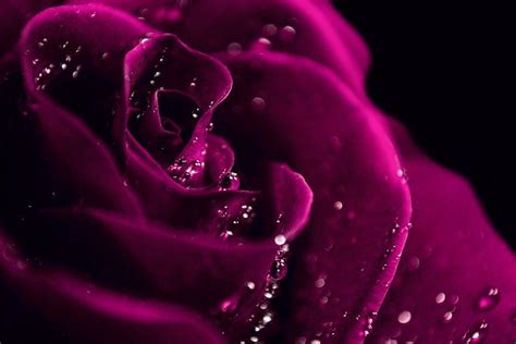 Dark Pink Wallpapers - Top Free Dark Pink Backgrounds - WallpaperAccess