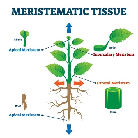 18 Apical Meristem Diagram Images, Stock Photos, 3D objects, & Vectors | Shutterstock