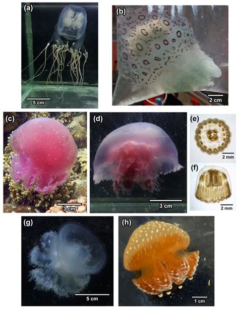 Jellyfish species identified in this study from Sabah. (a) Chironex... | Download Scientific Diagram