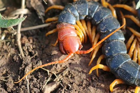 Types of Centipedes: 8 of the Most Fascinating Centipede Species - A-Z ...