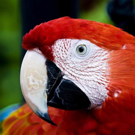 Scarlet Macaw | Rainforest Alliance