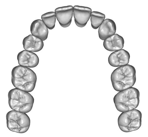 Upper and lower jaw teeth anatomy 3D model | CGTrader