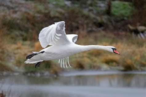 Mute Swan - Description, Distribution, Habitat, Diet, Reproduction, and Facts