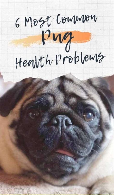 6 Most Common Pug Health Problems - Dogalyo