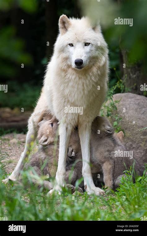 Arctic wolf pups suckling Stock Photo - Alamy