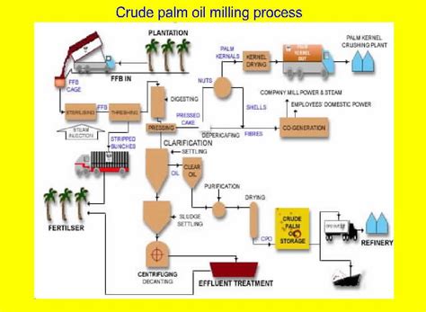 Crude Palm Oil Processing | Oil Extraction Plants