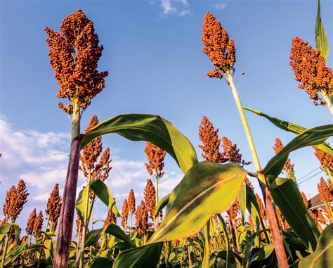 Sorghum Plant