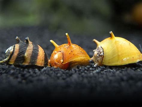 Lightning Bolt Snail 4cm | Prestopets