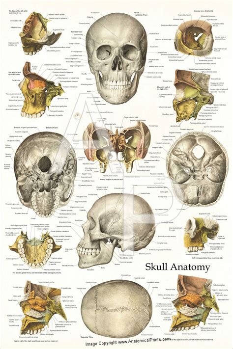 Human Skull Anatomy Poster 24 x 36